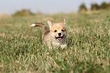 CORGI PEMBROKE 119